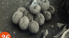 Foto Buah duren di Pasar Senen, Jakarta, 26 Januari 1951.